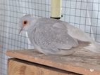 diamond dove