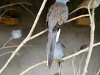 Diamond Dove Bird