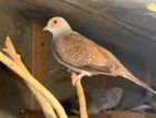 Diamond Dove