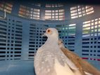 Diamond Dove