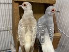 Diamond Doves Breeding Pairs