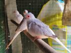 Diamond Doves