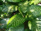 Dieffenbachia Dumb Cane
