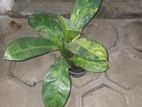 Dieffenbachia Plant