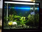 Fish Tank