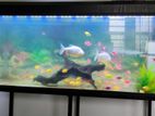 දිග අඩි 4 Fish Tank