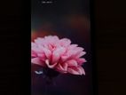 Digno (Used)