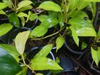 දීප්තිමත් Philodendron 'Lemon Lime' පැල විකිණීමට ඇත!