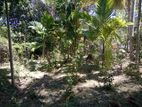 Dikwella - Nakulugamuwa land for sale (SSPL- 288)