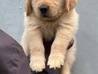 Golden Retriever Puppy