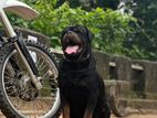 Rottweiler Male Crossing