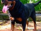 Rottweiler Dog