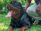Rottweilers for Crossing