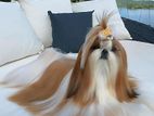 Shihtzu Male