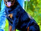 Rottweiler Direct Impoted Dog