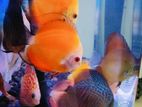 Discus Fish with Tank