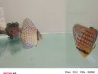 Discus fish