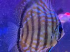 Discus 12 CM