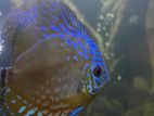 Discus 12cm Pair