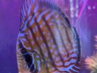 Discus 12 cm pair