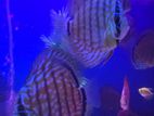Discus 12 cm pair