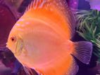 Discus 12 CM yellow pair
