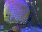 Discus Fish