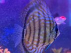 Discus 12CM pair