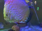 Discus 12cm Pair