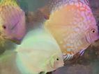 Discus Fish Pair