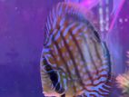 Discus 12cm Pair