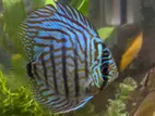 Discus Fish