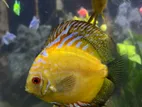Discus 13 Cm Pair