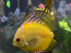 Discus 13CM Pair