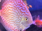 Discus 15 CM pair