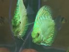 Discus 7cm pair