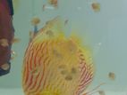 Discus Babies 2.5/ 3 / 4 Cm