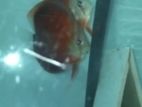 Discus babies