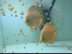 Discus babies ( Red checkerboard)