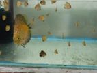 Discus Baby Fish