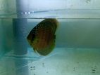 Discus Breeding Pair