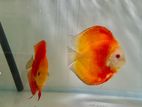 Discus Breeding Pair