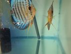 Discus Pair