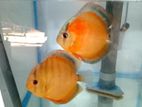 Discus breeding pair