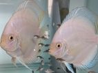 Discus breeding pair