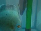 Discus Breeding Pair