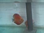 Discus Breeding Pair