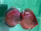 Discus Breeding Pair