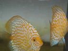 Discus Breeding Pair