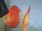 Discus Breeding Pair